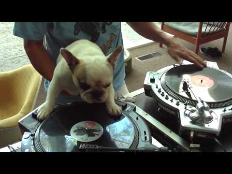 21957 - Bulldog francés haciendo sus pinitos como DJ