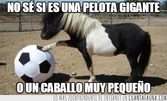 pony,futbol,tierno,blanco y negro,caballo,tampoco parece muy grande el caballo,pelota