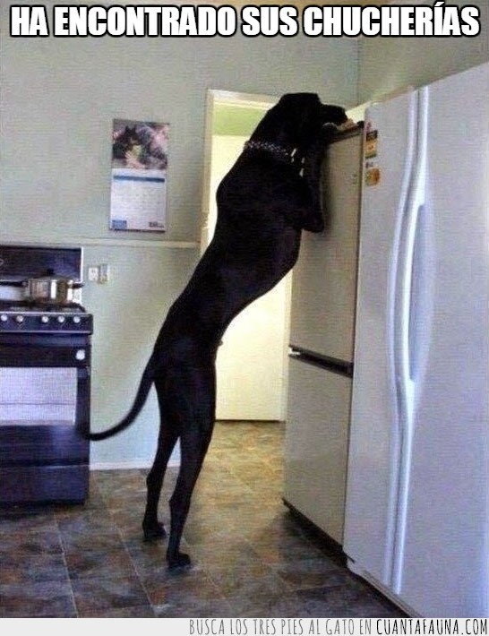 buscar,refrigerador,perro,grande,gigante,de pie sobrepasa los dos metros