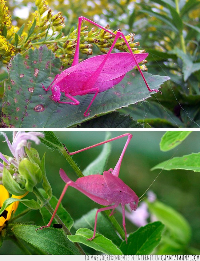 22015 - 15 animales con colores muy RAROS. Y no, no es Photoshop