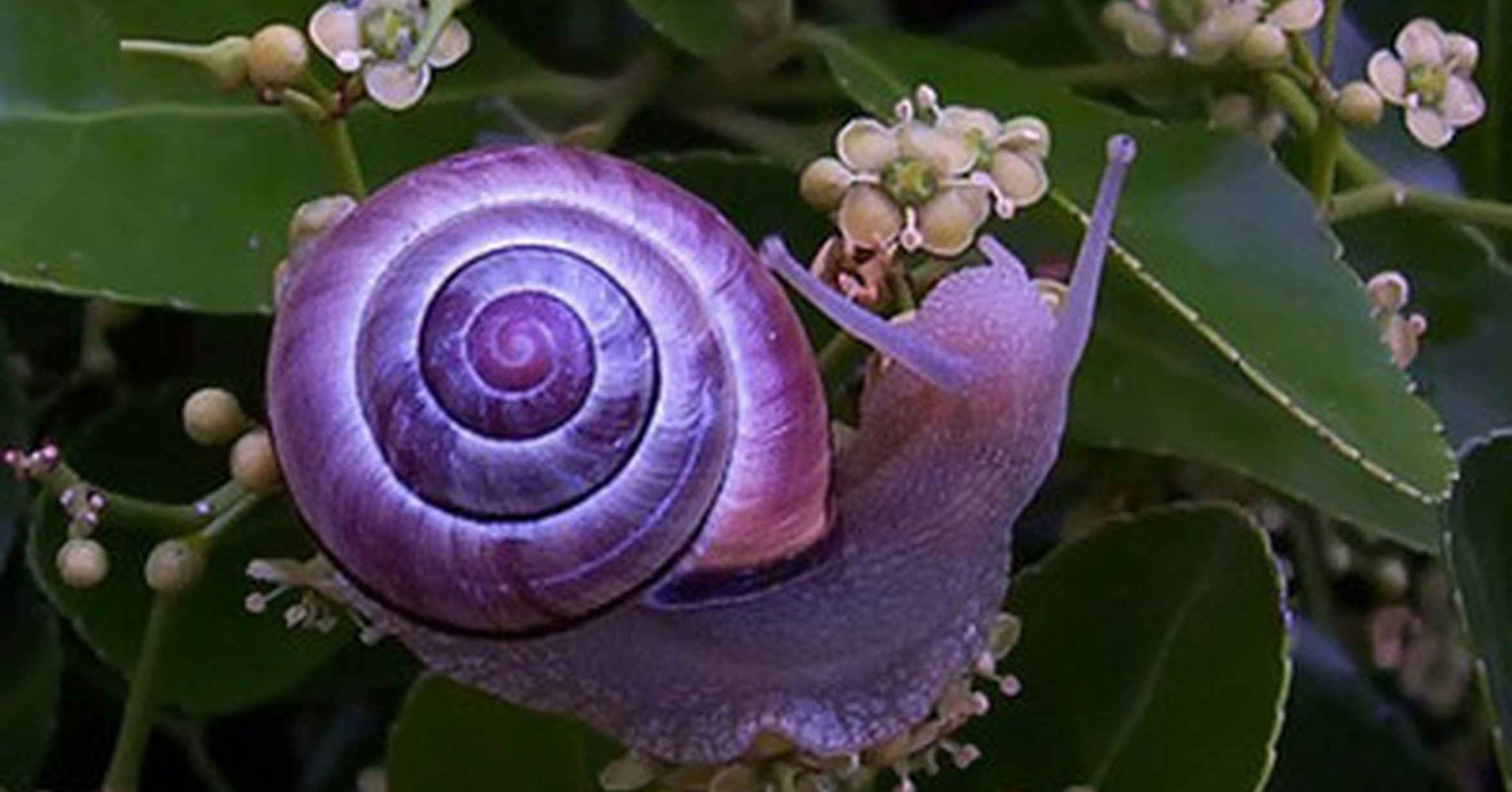 Cuánta Fauna > 15 animales con colores muy RAROS. Y no, no es Cuánta Fauna > 15 animales con colores muy RAROS. Y no, no es