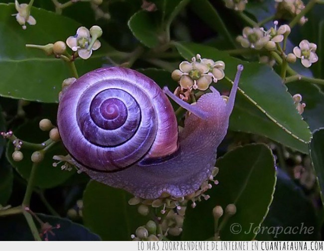 22015 - 15 animales con colores muy RAROS. Y no, no es Photoshop