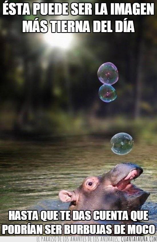hipopotamo,cria,burbujas,de donde salen sino,nariz,moco,mucosidad,son de jabón pero así queda más divertido