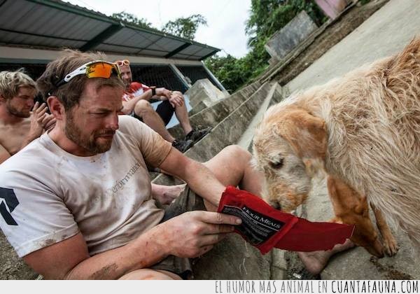 Arthur, el perro que se unió a un equipo sueco en carrera y se negó a quedarse atrás energía,aventura,perro,carrera extrema,leal,perdido,arthur,montaña