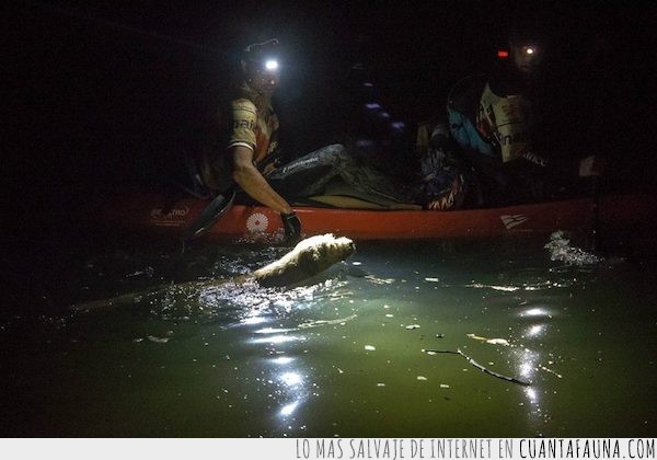 22095 - Arthur, el perro que se unió a un equipo sueco en carrera y se negó a quedarse atrás