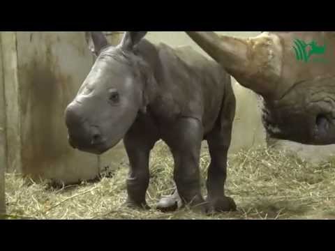 22098 - Un rinoceronte bebé puede ser increíblemente adorable