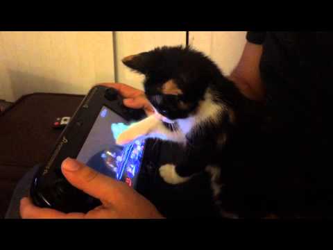 22099 - Este gatito flipa viendo cómo juegan a la Wii U