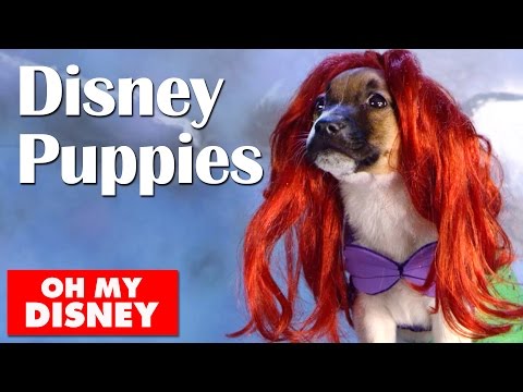 22100 - Estos perritos disfrazados de personajes de Disney te robarán el corazón