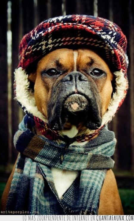 animales,mix,perros,gatos,abrigo,frío,invierno,ropa,jersey,lista