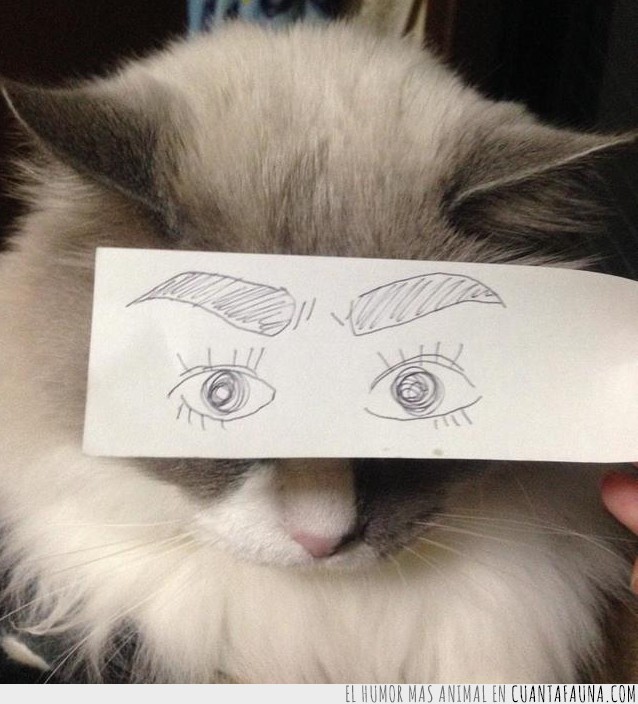 22115 - Poner ojos de anime a los gatos, así es la nueva moda en Japón