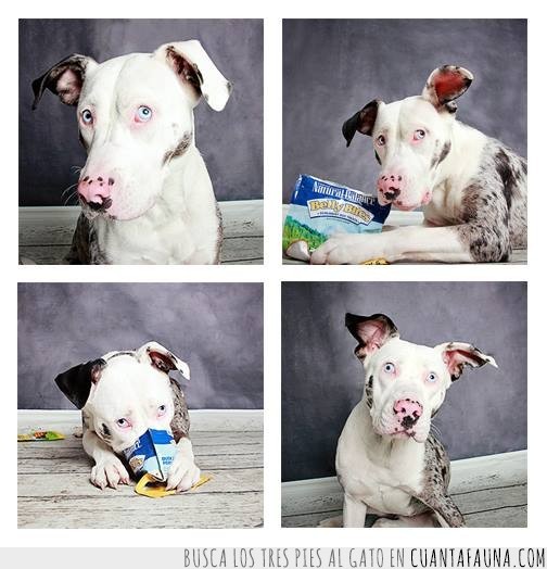 book fotográfico,adoptar,animales,perro,Humane society of Utah,gato