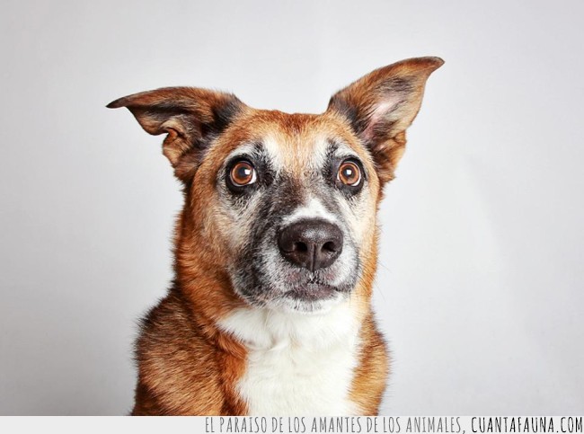book fotográfico,adoptar,animales,perro,Humane society of Utah,gato