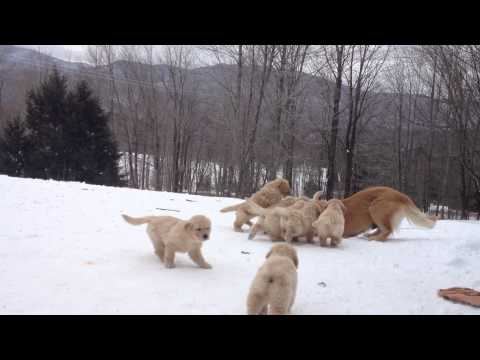 22272 - ¡Mira cómo Boon enseña a jugar a sus cachorros de 7 semanas!