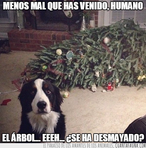 perro,arbol,navidad,amo,caido,suelo,mirada de culpabilidad,no sabe disimular