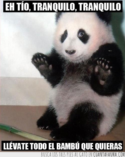 kung-fu,oso panda,bambú,miedo,atraco,manos arriba