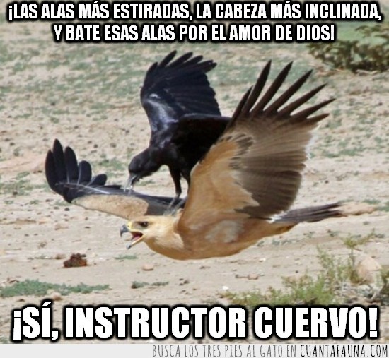 cuervo,instructor,halcon,aguila,volar,profesor,de vuelo