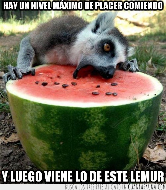 lemur,sandia,gusto,placer,cara,comer,comiendo