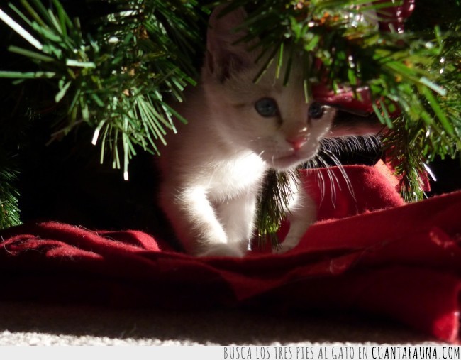 gato,árbol navidad,navidad,adorable,cuqui,tierno,minino