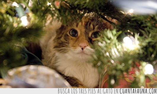 22469 - A estos gatitos les encanta esconderse en el árbol de navidad ¡No pueden ser más cuquis!