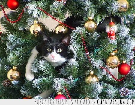 gato,árbol navidad,navidad,adorable,cuqui,tierno,minino