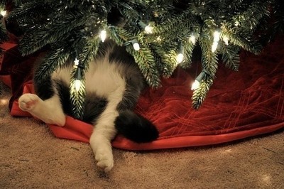 22469 - A estos gatitos les encanta esconderse en el árbol de navidad ¡No pueden ser más cuquis!