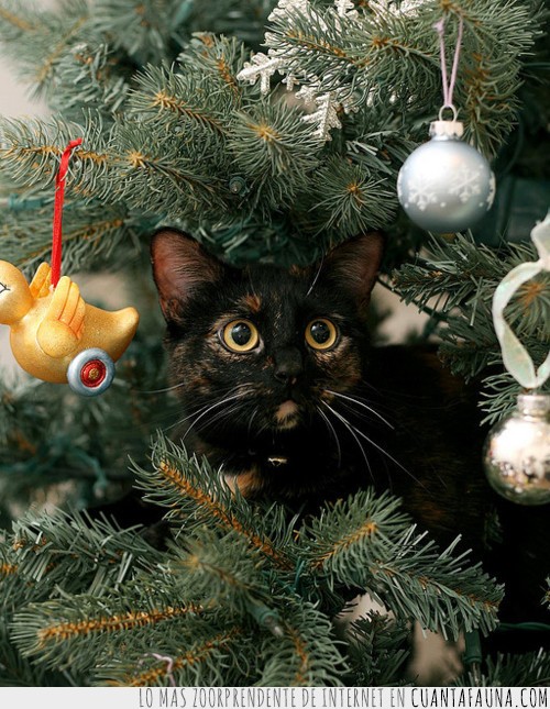 22469 - A estos gatitos les encanta esconderse en el árbol de navidad ¡No pueden ser más cuquis!