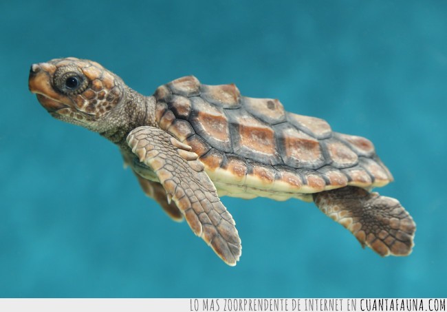 22499 - ¿Las tortugas reptiles de sangre fría? ¡Pero si son adorables!