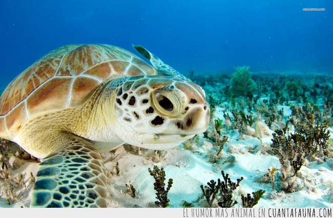 sangre fría,tortuguitas,reptiles,Tortuga marina,adorables