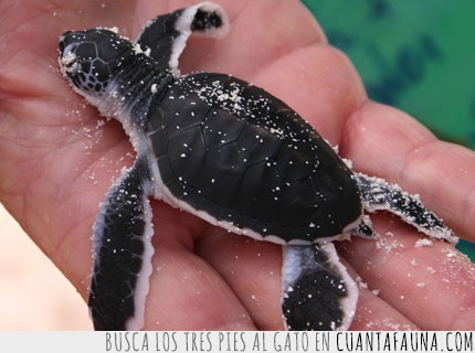 sangre fría,tortuguitas,reptiles,Tortuga marina,adorables