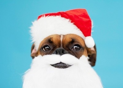 22501 - Tu perro también necesita un look navideño, ¡te proponemos unos cuantos!