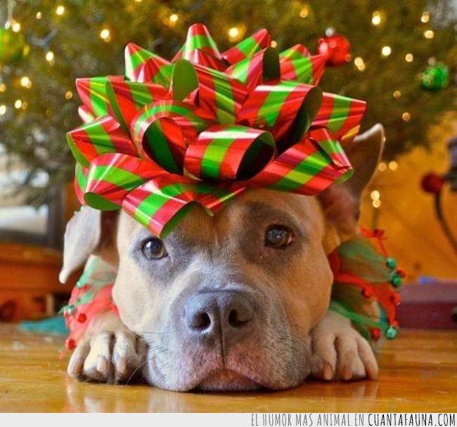 perro,navidad,disfraz,look,navideño