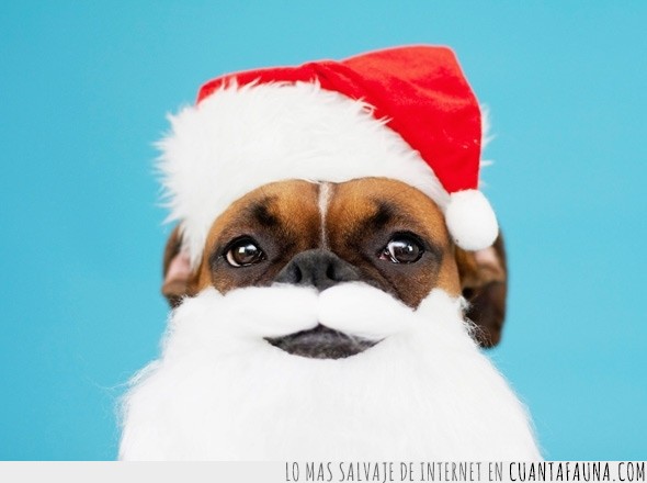 perro,navidad,disfraz,look,navideño