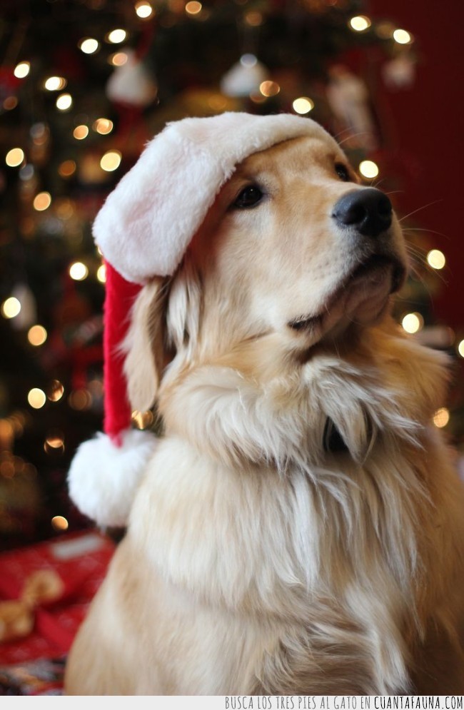 perro,navidad,disfraz,look,navideño