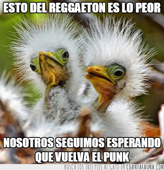 punk is not dead o un poco sí,reggaeton,esperar que vuelva,punkys