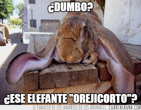 maestro,animales,orejas grandes,dumbo,orejicorto