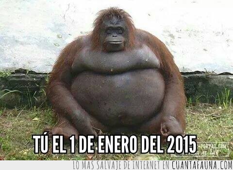 orangutan,2015,gordo,fiestas,año nuevo,mono,engordar,realidad,sobrepeso,comer sin parar