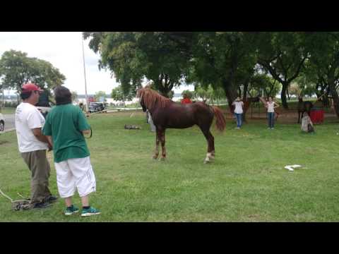 22586 - Liberan a un caballo que fue utilizado para tirar de un carro toda su vida, atentos a su reacción