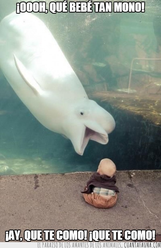 Bebe,niño,beluga,delfin blanco,acuario,boca abierta,comer