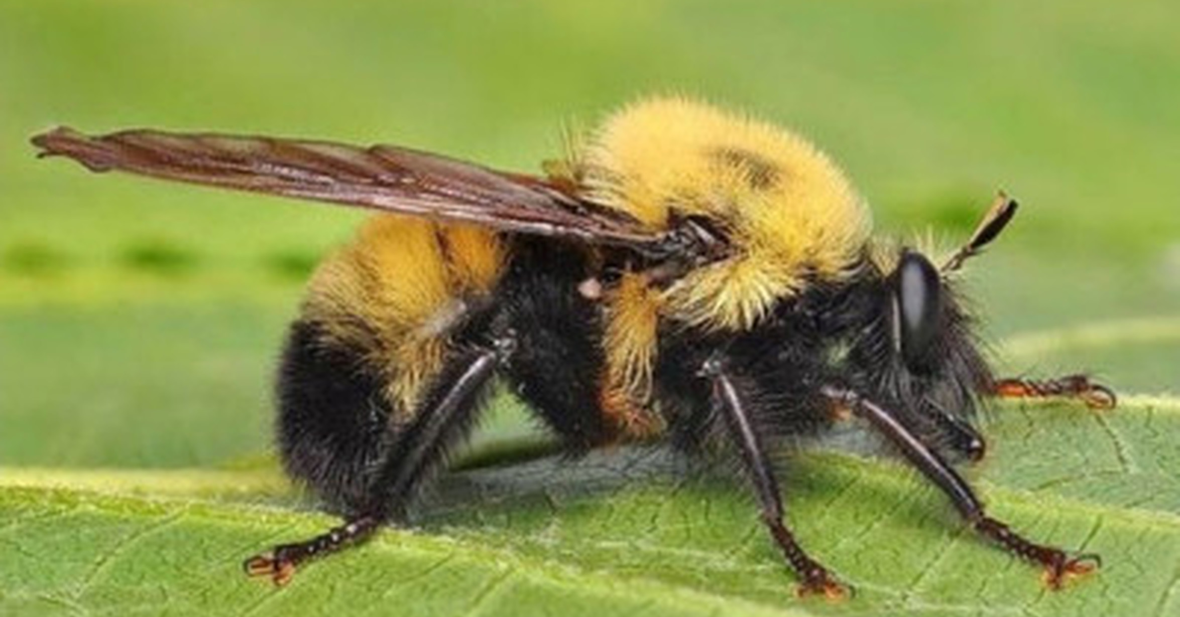 Овод пчела
