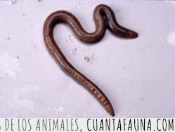 22637 - Las 10 curiosidades sobre animales que todo el mundo ya sabe, ¿o tú todavía no?