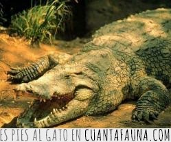 22637 - Las 10 curiosidades sobre animales que todo el mundo ya sabe, ¿o tú todavía no?