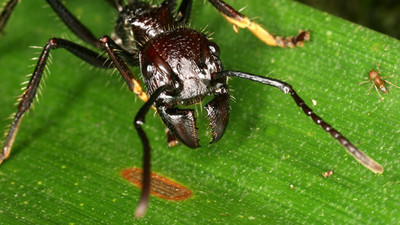 22644 - 10 de los insectos más peligrosos del planeta
