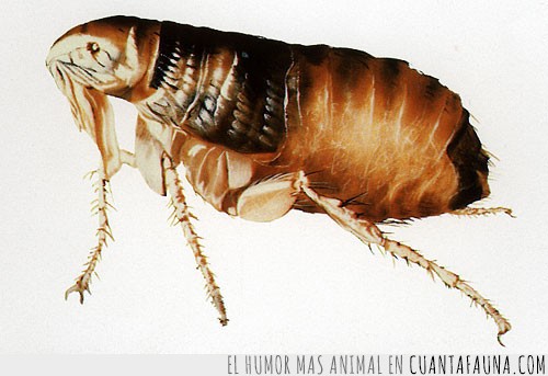 22644 - 10 de los insectos más peligrosos del planeta