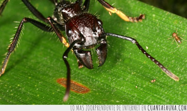 22644 - 10 de los insectos más peligrosos del planeta