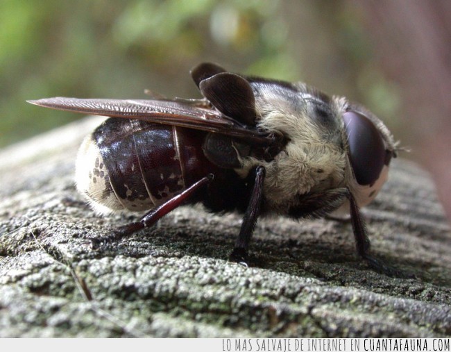 mordeduras,picaduras,insectos,veneno,peligro,dolor