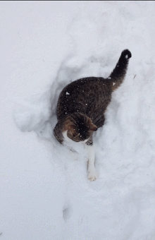 primera,nieve,nevada,jugar,gato,encantar