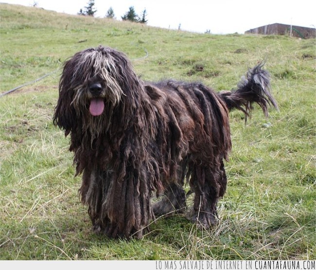 razas nuevas,el Boerboel,perro de agua español,el Cirneco del Etna,el Bergamasco