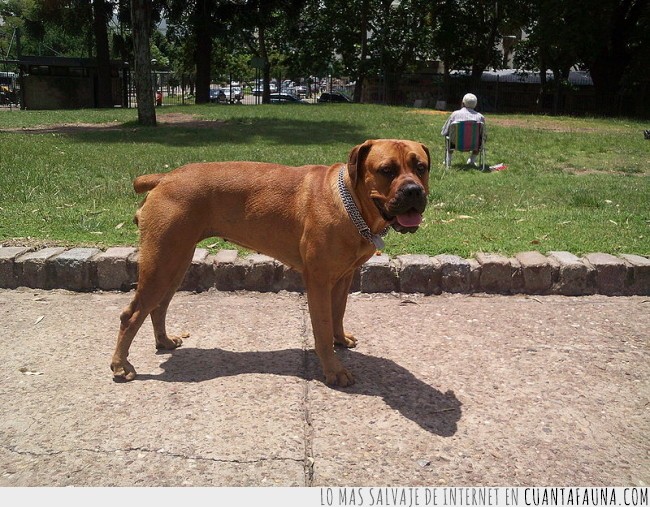 razas nuevas,el Boerboel,perro de agua español,el Cirneco del Etna,el Bergamasco