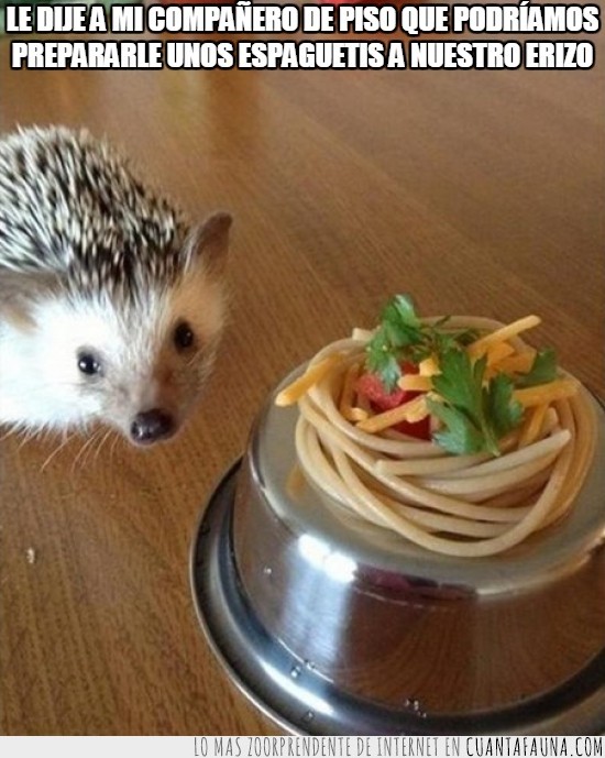 erizo,mascota,espaguetis,plato,mirada como de fliparlo
