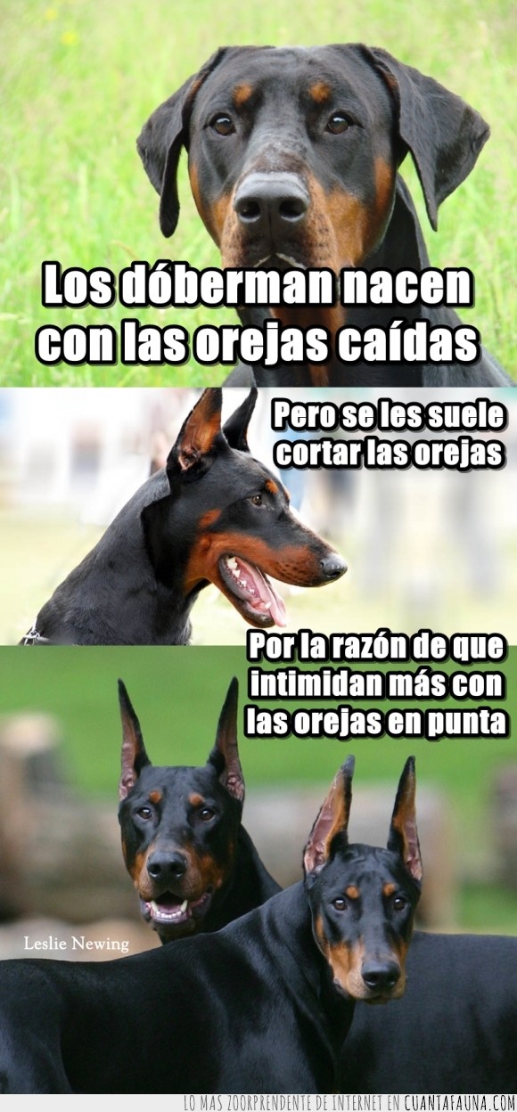 perro,peligroso,peligro,orejas,dóberman,animal,amenazante